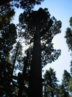 Caleveras Big Trees State Park, California Lake Tahoe - August 2006